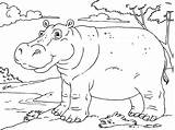 Coloring Hippo Pages Happy Hippopotamus Kids sketch template