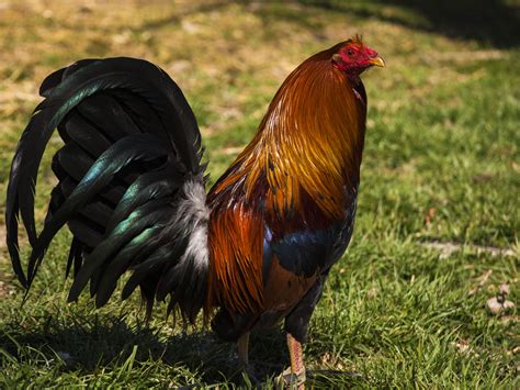 cock fighting opponents      stiffen law