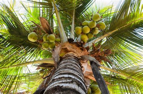 growing coconut trees hunker