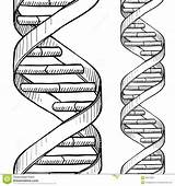 Dna Strand Drawing Getdrawings Coloring Inside Pages sketch template