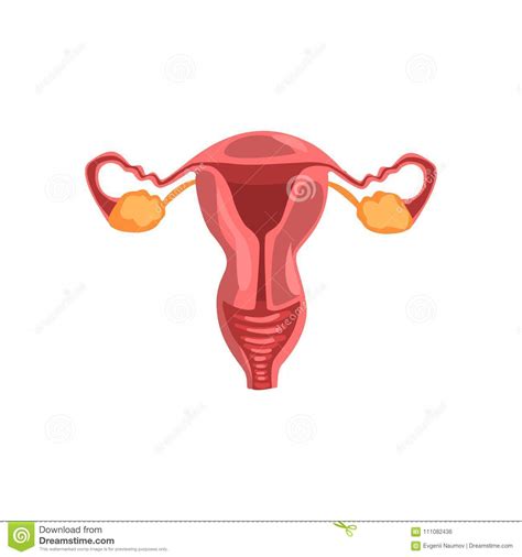 Female Reproductive System Human Internal Organ Anatomy Vector