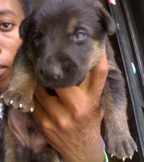 dogs  sale pets nigeria