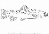 Trout Drawing Brown Draw Step Fish Fishing Zeichnen Drawingtutorials101 Outline Drawings Svg Learn Forelle Tutorials Fishes Clipart Decals Way Paintingvalley sketch template