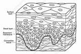 Squamous Stratified Epithelium Sciencephoto sketch template