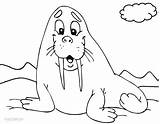 Walrus Coloring Pages Print Kids Printable Animal Cool2bkids Arctic Online sketch template