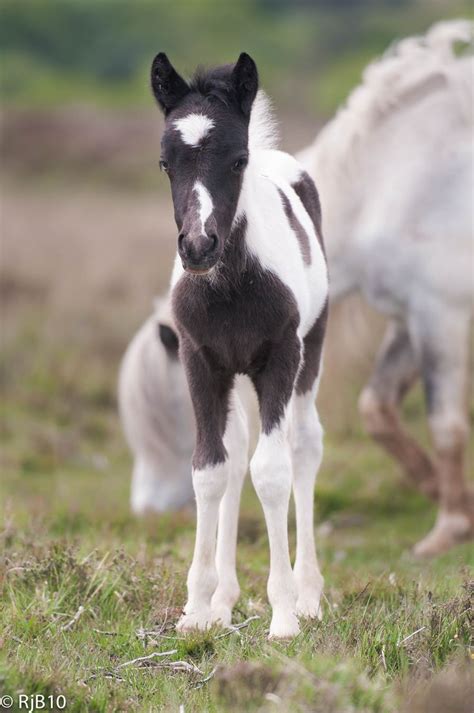 baby horses images  pinterest baby horses fluffy pets