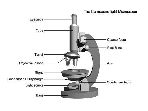 microscope diagram  print  diagrams