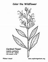 Cardinal Flower Coloring Exploringnature sketch template