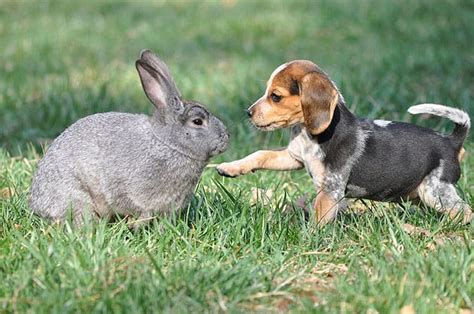 rabbit beagle