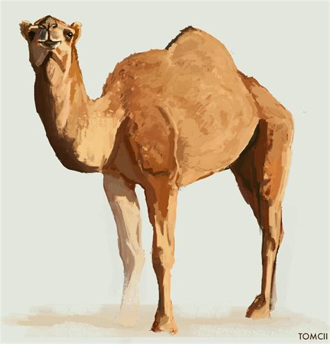camel  tom cii  deviantart