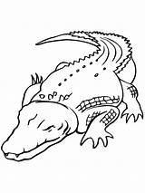 Crocodile Coloring Pages Printable Kids sketch template