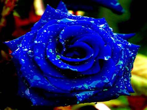 bunga ros biru makna  sebalik misteri kewujudannya  alam flora