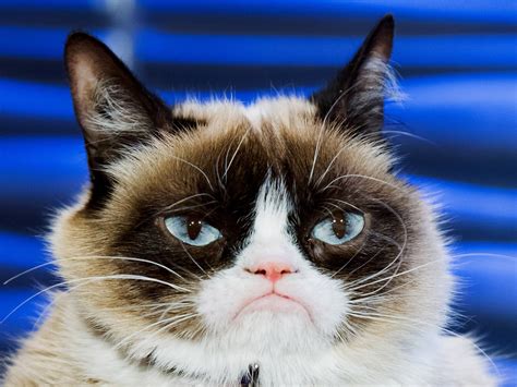 grumpy cats death marks     joyful internet wired
