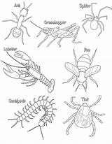 Coloring Insect Arthropods Colouring Arthropod Sheets Pages Color Insects Worksheets Kids Bugs Printable Parts Thorax Body Phylum Skeleton Head Animal sketch template