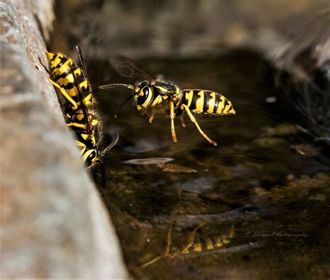 water bee pbreezer flickr