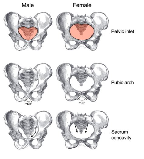 Male And Female Pelvis Male Vs Female Western Saddle