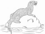 Otter Fischotter Lontra Ausmalbild Colorare Disegno Ausmalbilder River Fiume Onlinecoloringpages Ausdrucken sketch template