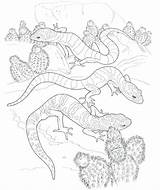 Coloring Pages Gecko Lizards sketch template
