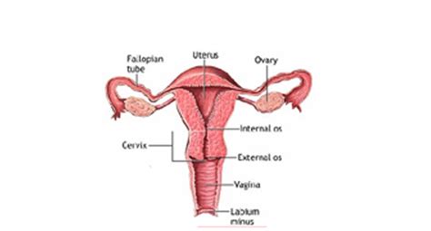 Mygyno Obstetrics And Gynecologist In Kenya Mygyno