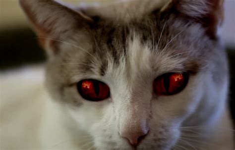 horror faves take on possessed feline in hell kitty the