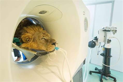 lion catches nap   undergoes cat scan