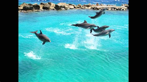 curacao dolfijnen spreekbeurt mats youtube