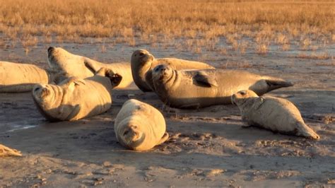 spotted seal family spotted sunbathing  global herald