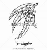 Eucalyptus Illustration Vector Coloring Leaf Sketch Branch Plant Hair Etch Engraved Drawn Berry Hand Drawings Designlooter Grapes Corn Cross 470px sketch template