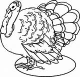 Dinde Colorare Tacchino Pavos Wild Coloriage Thanksgiving Pintar Coloriages Clipartmag sketch template