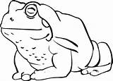 Toad Ropucha Rospi Kolorowanki Rospo Sapo Toads Colorir Bestcoloringpagesforkids Dzieci Amphibians Olho Wydruku Rana Silhuetas Printmania sketch template