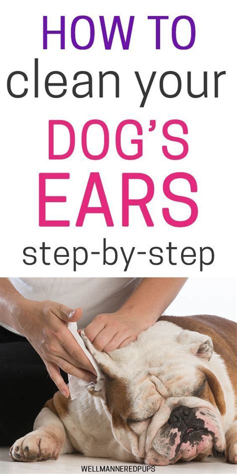 clean  dogs ears cleaning dogs ears dog grooming tips