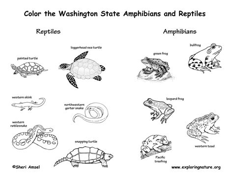 amphibian coloring   designlooter