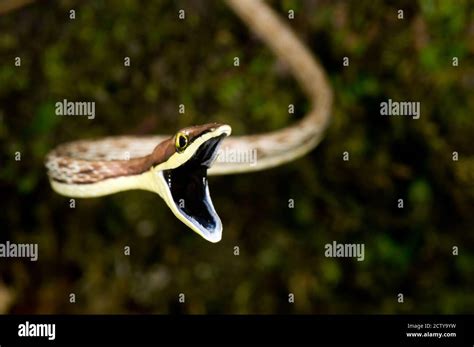 snake mouth open  res stock photography  images alamy