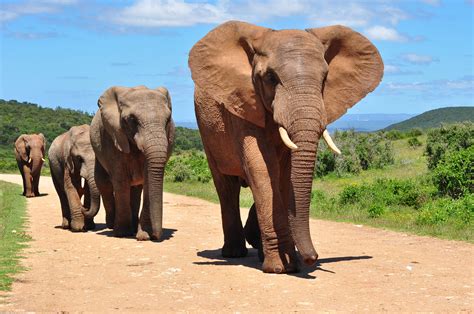 elefante africano animais mamiferos infoescola