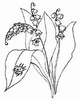 Lily Valley Coloring Pages Getcolorings sketch template