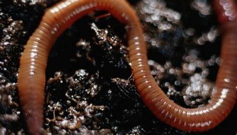 ground worm shocker  outdoors  adventure awaits