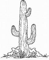 Cactus Drawing Saguaro Coloring Getdrawings sketch template