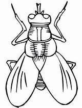 Insect Line Clipartmag Drawing Body sketch template
