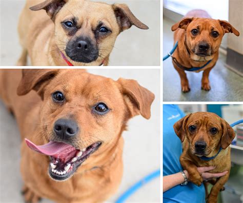 adorable lap dogs   adoption  reduced fee