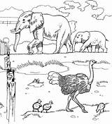 Coloring Pages Animals Zoo Elephants African Animal Safari Elephant Printable Grassland Ostriches Color Sheets Savanna Kids Grasslands Clipart Colouring Coloringbay sketch template