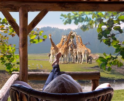 safari resort beekse bergen updated  lodge reviews price comparison hilvarenbeek