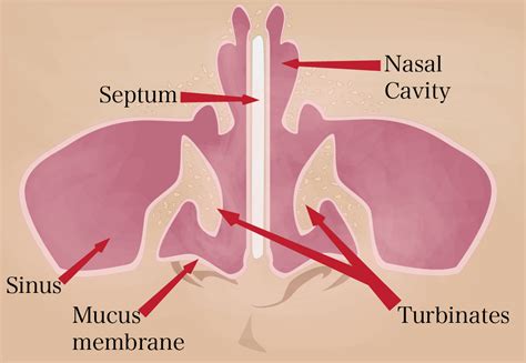 anatomy   nose internal  external nasal structure