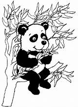 Colorat Kleurplaat Arbre Pandabeer Dans Kleurplaten Ursi Planse Animale Topkleurplaat Fisa Kolorowanki P01 Pandy Coloriages Desene Plansa Ausmalbild Urso Ursulet sketch template