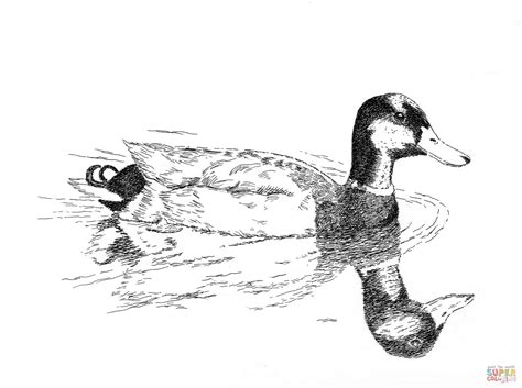 mallard coloring page  printable coloring pages
