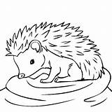 Hedgehog Coloring Drawing Pages Outline Hedgehogs Animal Baby Color Clipart Line Da Kids Sheets Animals Easy Cute Printable Print Clip sketch template
