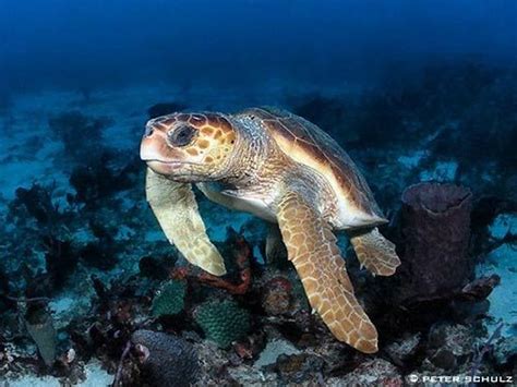 10 Interesting Loggerhead Sea Turtle Facts My