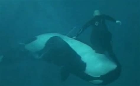 Video Of Seaworld Whale Attack Released Kpbs Public Media