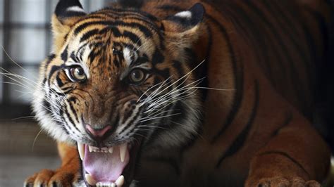 Why Do Chinese Oligarchs Secretly Love Illegal Tiger Meat