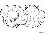 Clam Muscheln Pintable Muschel Ausmalbilder sketch template