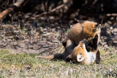 ann brokelman photography red fox kits playing fighting   fun